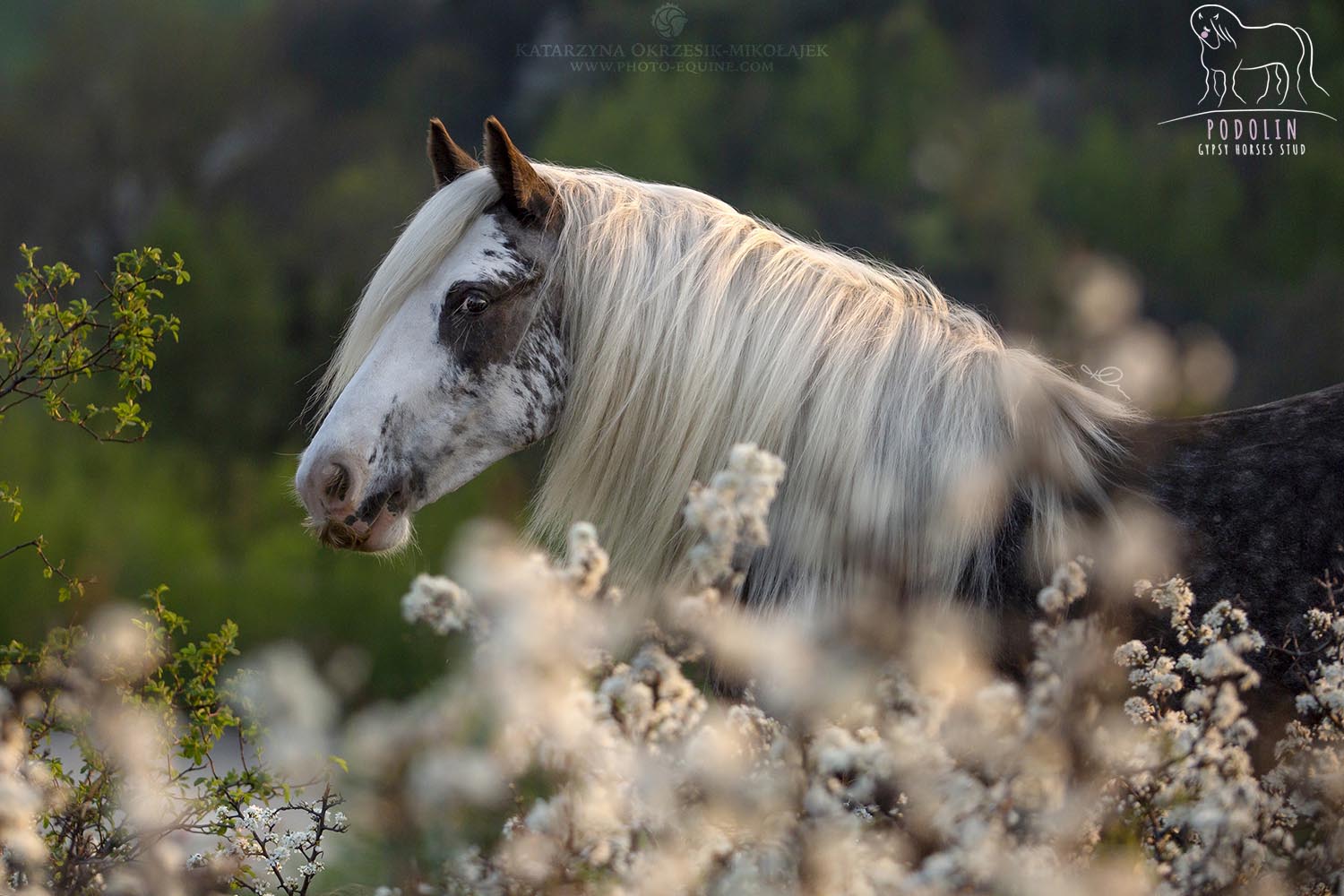 traditional gypsy cob